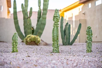 Schilderijen op glas Cactus plants outdoors in a lawn in a neighborhood in Arizona. Succulents growing in a desert climate. © Page Light Studios
