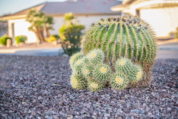 Cactus plants outdoors in a lawn in a neighborhood in Arizona. Succulents growing in a desert...