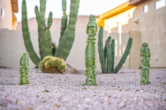 Cactus plants outdoors in a lawn in a neighborhood in Arizona. Succulents growing in a desert climate.