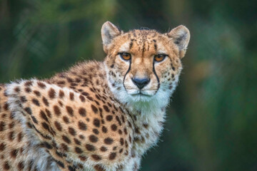 Obraz na płótnie Canvas Cheetah