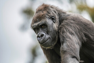 Female Western Low Land Gorilla