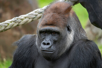Male Silverback Western Low Land Gorilla