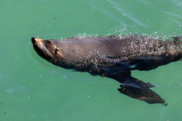 New Zealand Fur Seal