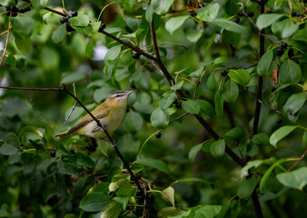 Red-Eyed Vireo