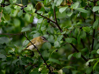 Red-Eyed Vireo