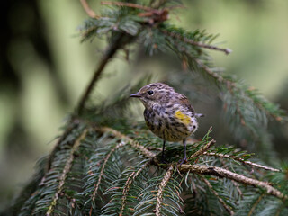 Yellow-rumped Warbler   Foraging in Underbrush in Fall