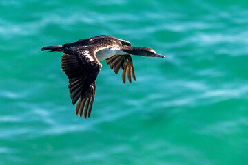 Otago Shag Endemic to New Zealand