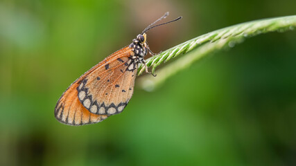 beautiful yellow butterfly,
yellow butterfly with bokeh background for text
