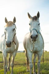 Fototapeta na wymiar two grey horses