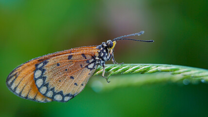 beautiful yellow butterfly,
yellow butterfly with bokeh background for text