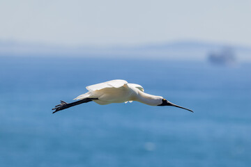 Royal Spoonbill of Australasia