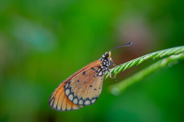beautiful yellow butterfly,
yellow butterfly with bokeh background for text