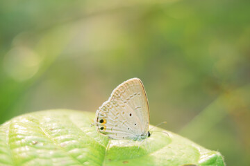 beautiful yellow butterfly,
yellow butterfly with bokeh background for text