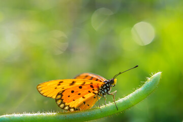 beautiful yellow butterfly,
yellow butterfly with bokeh background for text