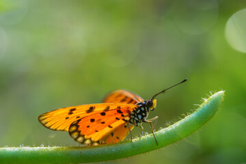Fototapeta premium beautiful yellow butterfly, yellow butterfly with bokeh background for text