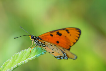beautiful yellow butterfly,
yellow butterfly with bokeh background for text