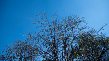 Paisaje otoñal , con los arboles sin hojas anticipando la llegada del invierno.