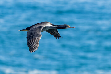 Spotted Shag Endemic to New Zealand