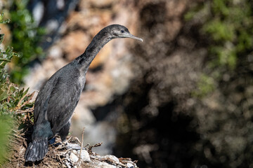 Spotted Shag Endemic to New Zealand