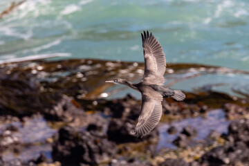 Spotted Shag Endemic to New Zealand