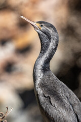 Spotted Shag Endemic to New Zealand
