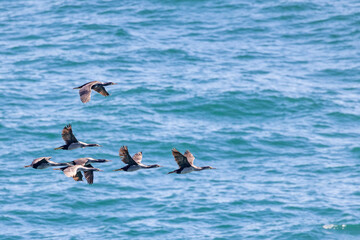 Spotted Shag Endemic to New Zealand