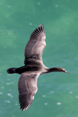 Spotted Shag Endemic to New Zealand