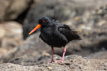 Variable Oystercatcher Endemic to New Zealand