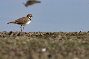 Little ringed plover at river. The little ringed plover is a small plover. Charadrius dubius.