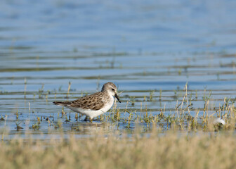 The little stint, is a very small wader. Calidris minuta. Erolia minuta. Little stint at river.