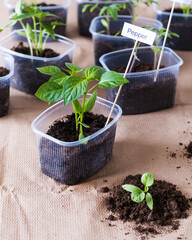 Transplanting green sprouts grown from seed, spring planting. Agriculture and home gardening concept