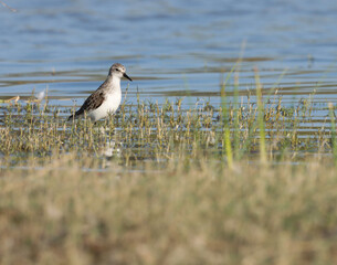 Little stint at river. Calidris minuta. Erolia minuta. The little stint, is a very small wader.