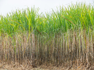 Sugarcane plantations,the agriculture tropical plant in Thailand