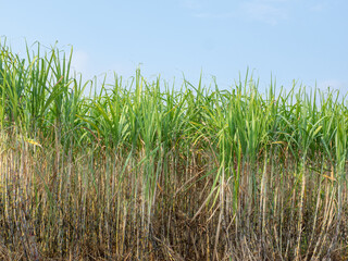 Fototapeta premium Sugarcane plantations,the agriculture tropical plant in Thailand