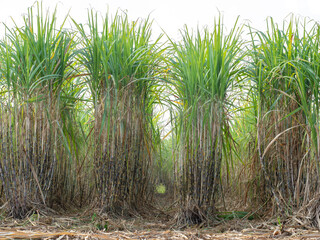 Fototapeta premium Sugarcane plantations,the agriculture tropical plant in Thailand