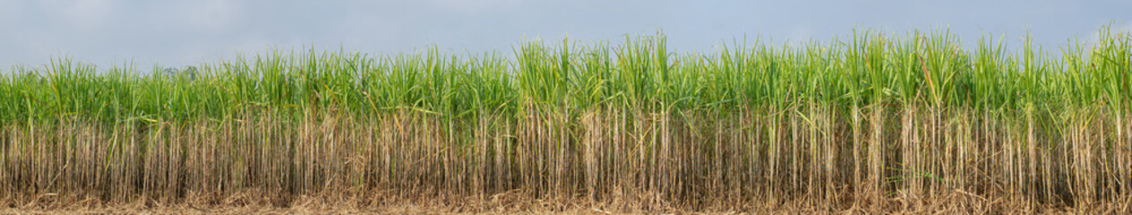 Sugarcane plantations,the agriculture tropical plant in Thailand