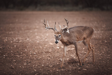 Ranch life