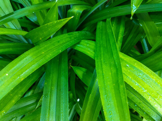 Obraz premium close up - beautiful green leaves in the morning