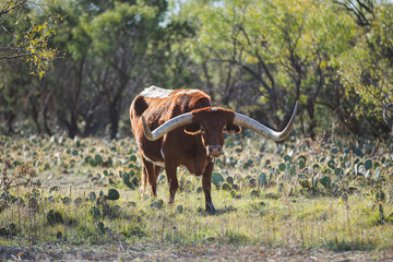 Ranch life