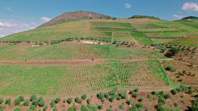 Scenic aerial view of Vila Real District along the Douro River with vineyards. Portuguese massive hills of landscapes wine growing by the National 222 Road, a traditional occupation in Portugal in 4K.