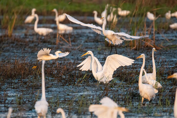 White Egret landing in a marsh filled with other egrets