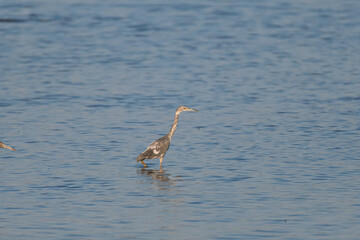 Calico juvenile Great Blue Heron wading in a lake