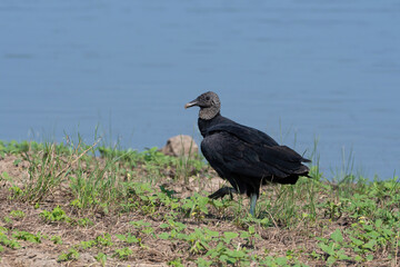 Black Vulture strolling in the grass on the shore of a lake