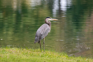 Great Blue Heron standing on the shore of a pond