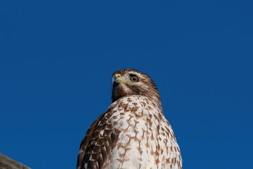 Closeup of a Red-tailed Hawk searching for prey from its perch