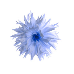 Beautiful light blue dahlia flower on white background