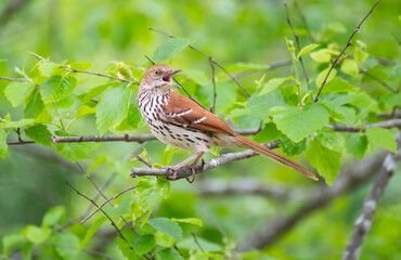 Wood Thrush Bird on a branch with open beak