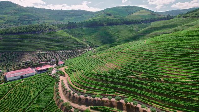 Wine growing and Vineyards in Peso da R&eacute;gua and Pinh&atilde;o, Douro Valley, Portugal. Beautiful sunrise over the massive landscapes of green cultivation of vines a World Heritage Site in 4K.