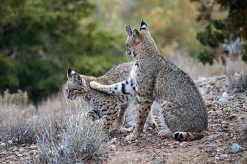 Bobcat pair in Placitas, New Mexico on Christmas Morning