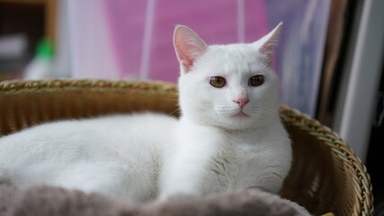 One cute white cat playing in the home with the round eyes